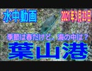 水中動画（2021年3月23日）in 葉山港
