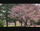 2021年3月28日　仙台では早咲きの錦町公園の桜を今年も。