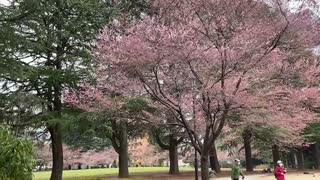 2021年3月28日　仙台では早咲きの錦町公園の桜を今年も。