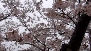 桜と雨の音