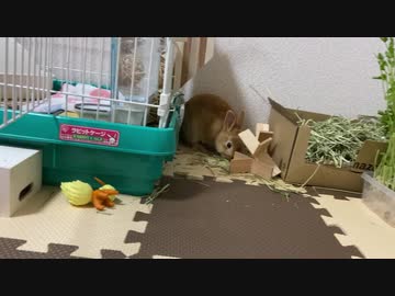 サリーちゃんのすみっこぐらし
