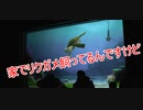 家でリクガメ飼ってるんですけど【タートルトーク】東京ディズニーシー