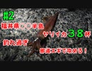 【#2 釣り動画】合計ヤリイカ38杯大漁！福井県○○半島で釣れ過ぎ！邪道エギで攻めます！エギング ヤリイカ釣り！
