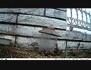 トレイルカメラで雀撮ってみた　20210328
