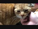 膝に乗る虎猫