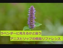 【スパイスを知ろう！】アニスヒソップを知ろう！【part118】