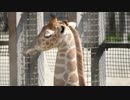 京都動物園でキリンの赤ちゃん見てきたよ♪