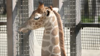 京都動物園でキリンの赤ちゃん見てきたよ♪