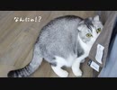 朝のパトロール