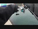 spring_squid_県外編　美保関漁港