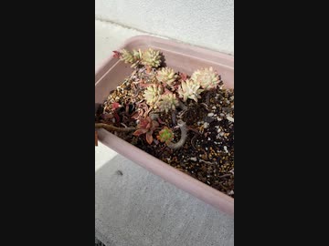 雪ちゃんに貰った、多肉植物が育ってる