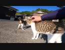 猫島で出会ったキジ白猫をこちょこちょするチャレンジ動画