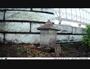 トレイルカメラで雀撮ってみた　20210329