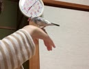近付けない桜文鳥