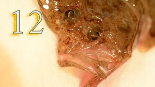 【１２】淡白な魚を美味しく食べる　伊勢湾ジギング のち タイラバ