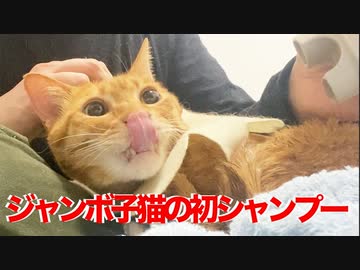 ベテラン子猫、産まれて初のシャンプーをする