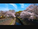 東京散歩 - 杉並区にある善福寺川の桜