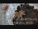 [ダリフラの板野サーカス]タランチュラ飼育日記その１３７[早く見ないといけないって話]