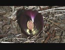 ザゼンソウ