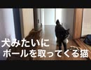 犬みたいにボールを取ってくる猫
