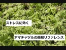 【スパイスを知ろう！】アマチャヅルを知ろう！【part119】
