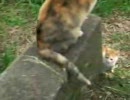 野良の子猫09