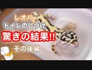 レオパにトイレのしつけをしてみた結果、、