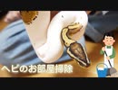 ヘビが苦手な嫁とヘビのお部屋を掃除してみた。