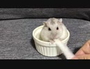 いろいろモグモグ  【オッドアイのハムスター】