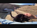 浜辺にいた黒猫が猫語で何かを訴えかけて来たのでナデナデしたらゴロゴロ喜んでくれた