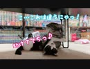子猫と先住猫が喧嘩し始めましたwww
