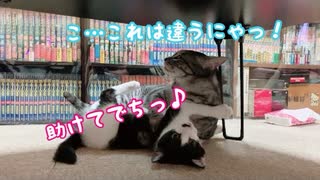 子猫と先住猫が喧嘩し始めましたwww