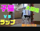 子猫にラップドッキリを仕掛けてみた結果・・・衝撃の映像が撮れました！！When I set up a kitten, I could take a shock image