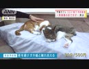 飼い主になれる　保護猫カフェに予約殺到　条件は・・・