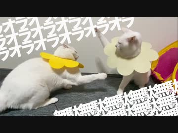 オラオラオラオラッ！無駄無駄無駄無駄ッ！2021年2発目