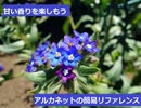【スパイスを知ろう！】アルカネットを知ろう！【part120】
