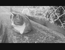 猫/DISH//【歌ってみた&演奏してみた】
