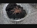 [AKIRAを買ったぞ！]タランチュラ飼育日記その１３８[大判コミック最高]