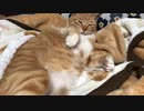 猫の尻尾はメトロノーム