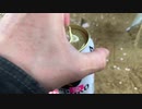 フェレット　初花見！Ferret first cherry blossom viewing!