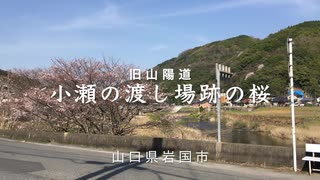 旧山陽道（西国街道）【 旧跡 】小瀬の渡し場跡の桜　R3年