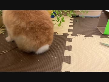 朝サリー　豆苗伸び伸びやわー