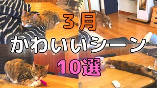 【3月ベスト】キジ三毛猫の面白・かわいい動画集１０選【2021/3】【第5回】