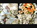 【春のソロ花見】筍と根菜類の煮しめの作り方＋ #180