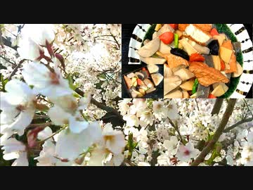 【春のソロ花見】筍と根菜類の煮しめの作り方＋ #180