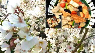 【春のソロ花見】筍と根菜類の煮しめの作り方＋ #180