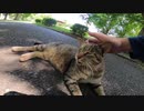 片目を失った野良猫が命の炎を懸命に燃やし生きている