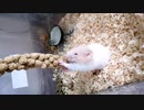 粟穂と戦うおじいちゃんハムスター