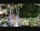 【睡眠用】湧き水を眺めるだけの動画【癒しの自然音】
