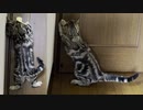 Cat Chocolat 逃亡者の犯行現場